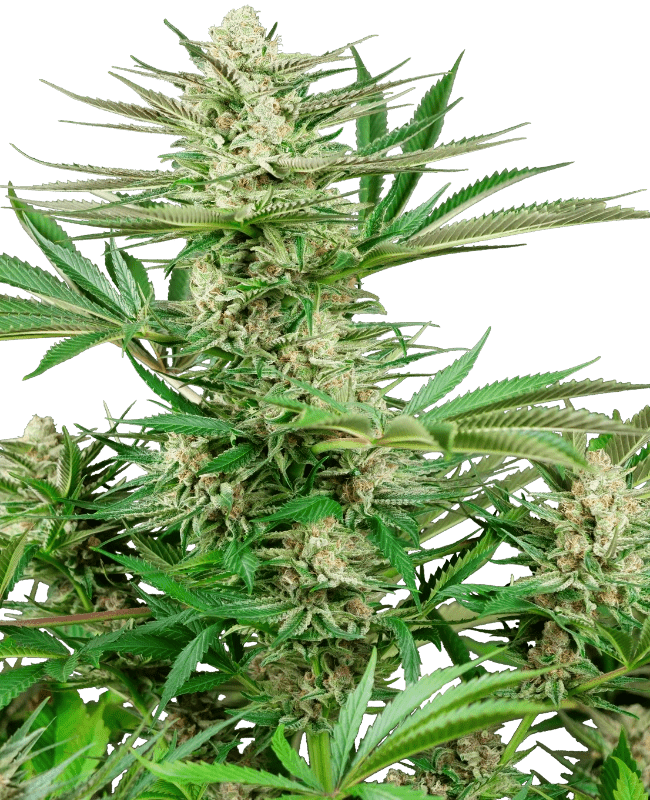 Sensi Research Malibu OG Gold (3 FEM) - BudMother.com