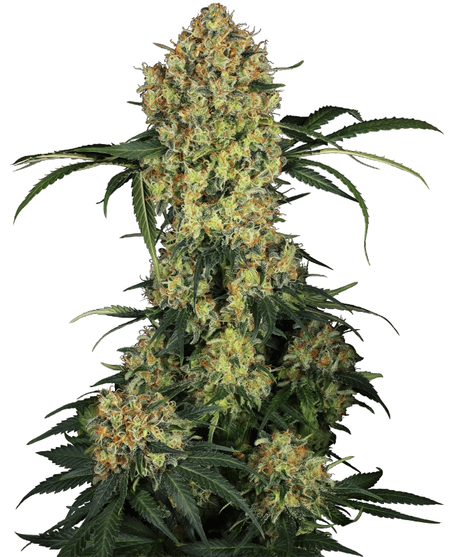 Sensei Seeds Aloha OG (3 FEM) - BudMother.com