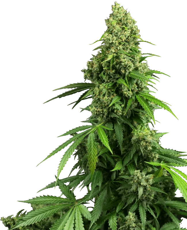 Sensei Seeds Honey Melon Kush Auto (1 FEM) - BudMother.com