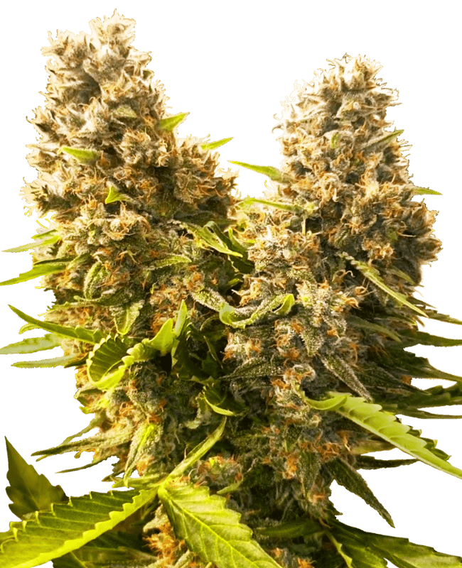 Sensi Seeds Banana Kush Cake Auto (4 FEM) - BudMother.com