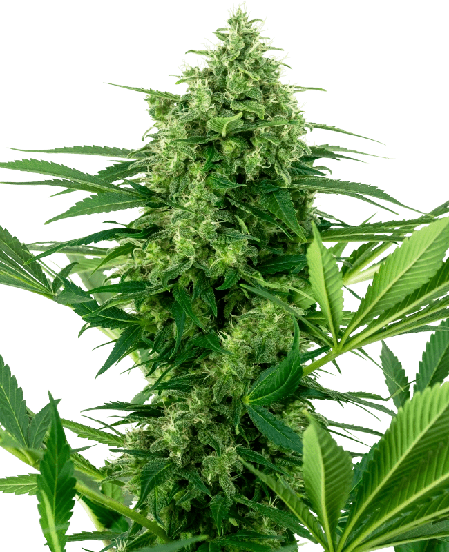 Sensi Research Banana Frosting (1 FEM) - BudMother.com