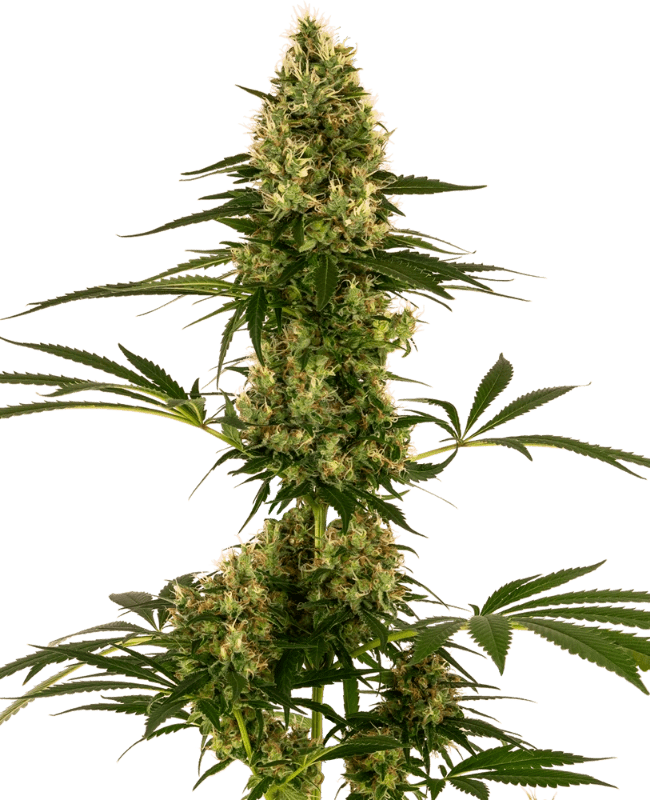 Sensei Seeds Blue Bullet (1 FEM) - BudMother.com