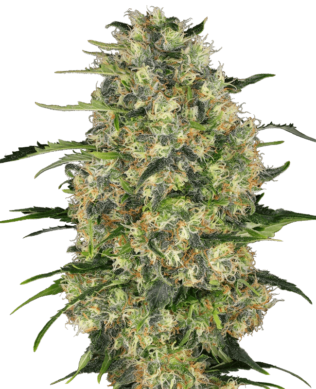 Sensei Seeds Black Domina (1 FEM) - BudMother.com