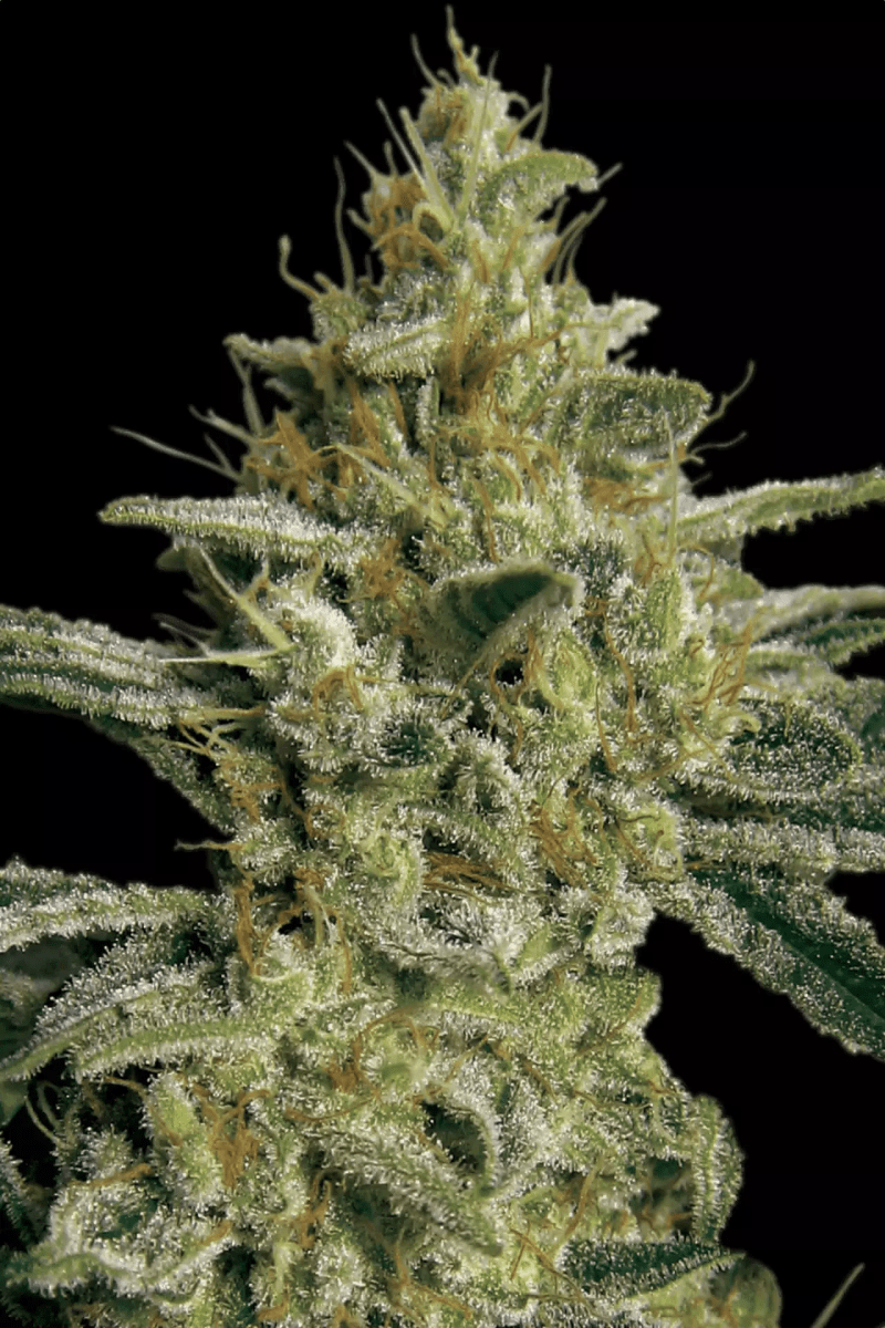 Paradise Seeds AllKush (5 FEM) - BudMother.com