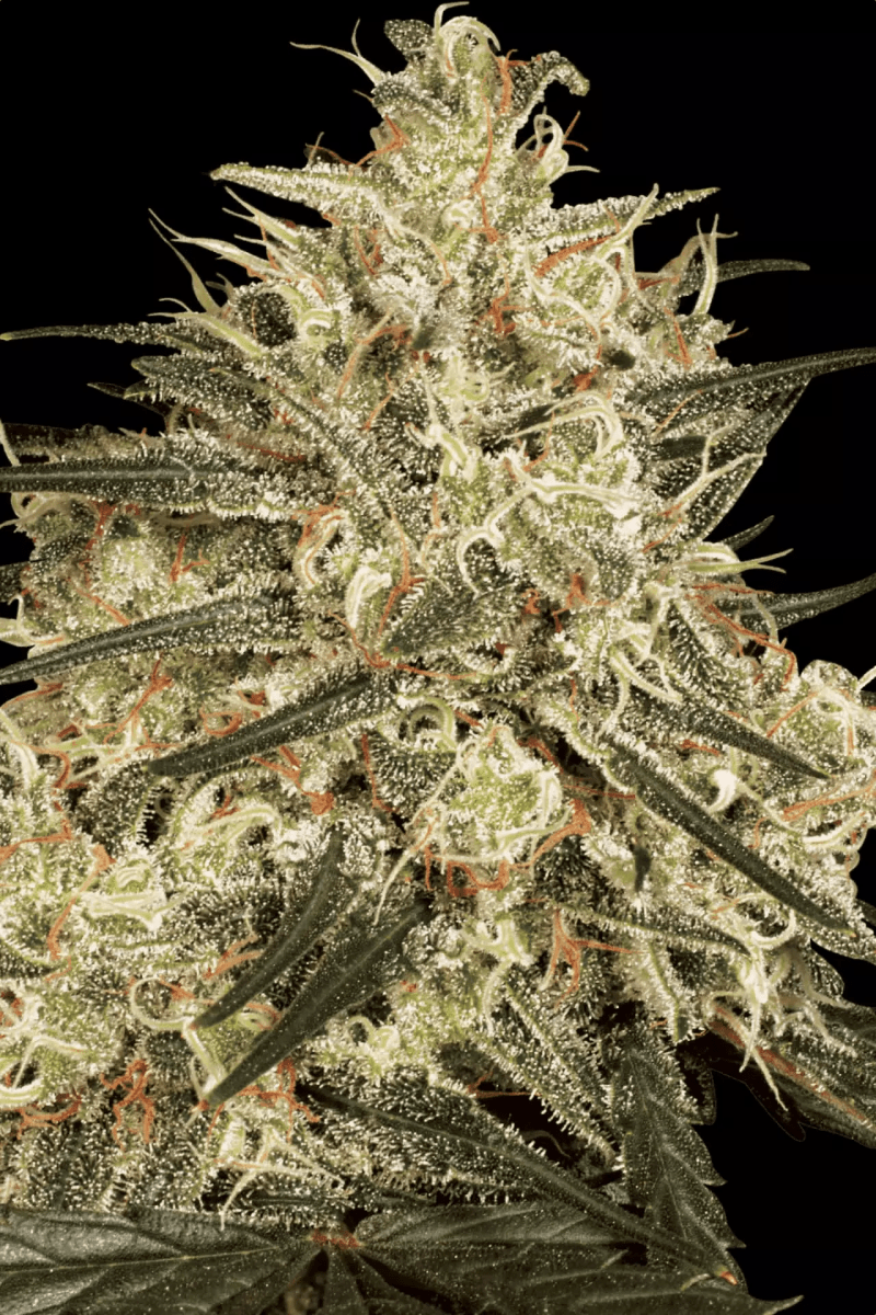 Paradise Seeds Atomical Haze (5 FEM) - BudMother.com