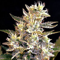 Load image into Gallery viewer, G13 Labs Auto Sunset Vibes (5 FEM) - BudMother.com

