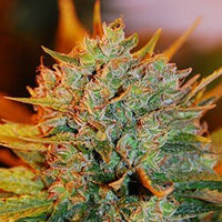 Load image into Gallery viewer, G13 Labs Gigabud (5 FEM) - BudMother.com
