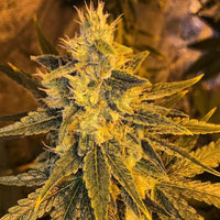 Load image into Gallery viewer, Old School Genetics Petrol Skunk (12 Regular) - BudMother.com
