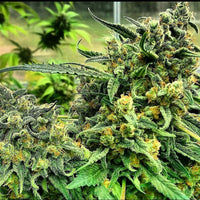 Load image into Gallery viewer, Old School Genetics Petrol Skunk (12 Regular) - BudMother.com
