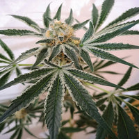 Load image into Gallery viewer, Old School Genetics Petrol Skunk (12 Regular) - BudMother.com
