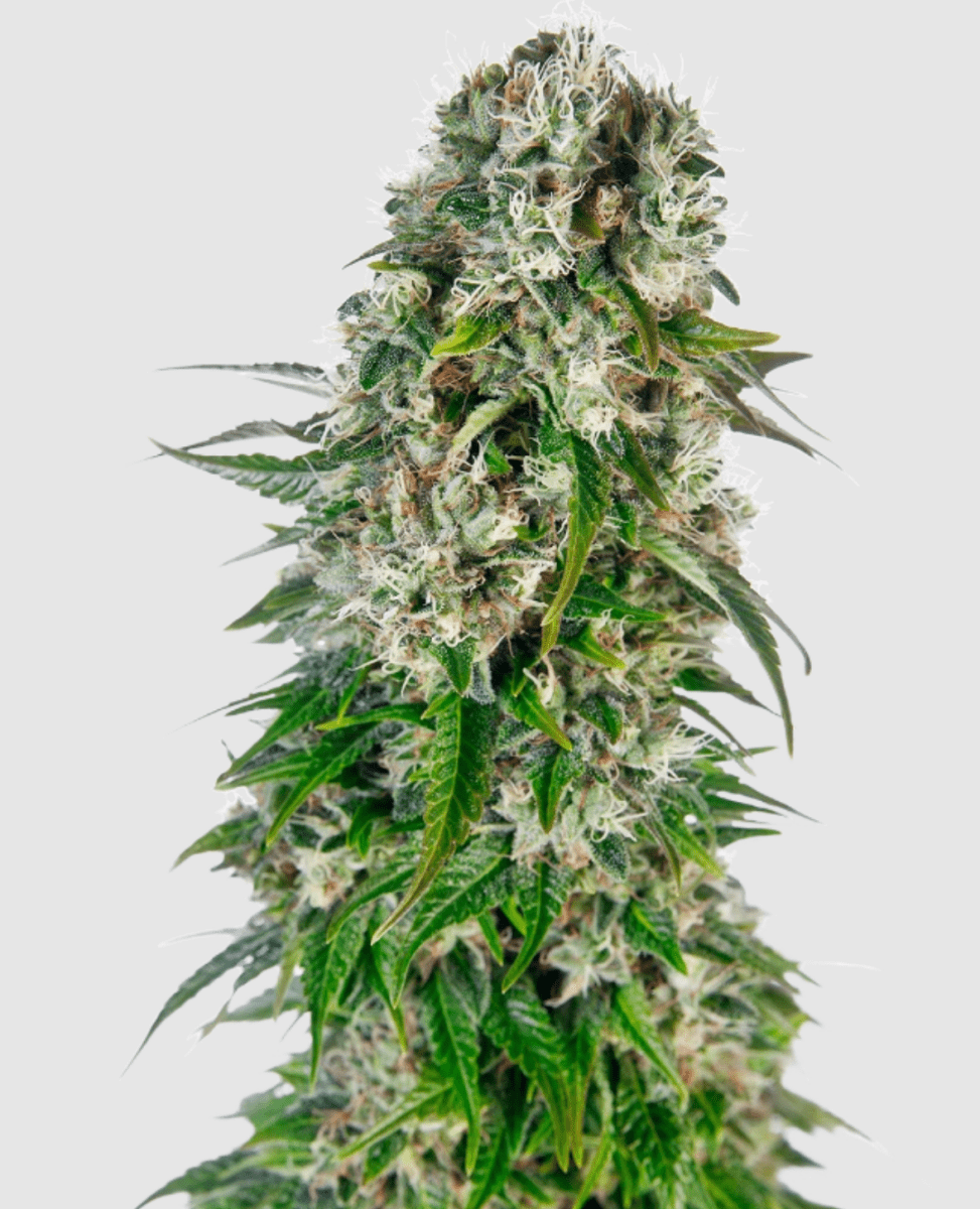 Sensi Seeds Big Bud Auto (1 FEM) - BudMother.com