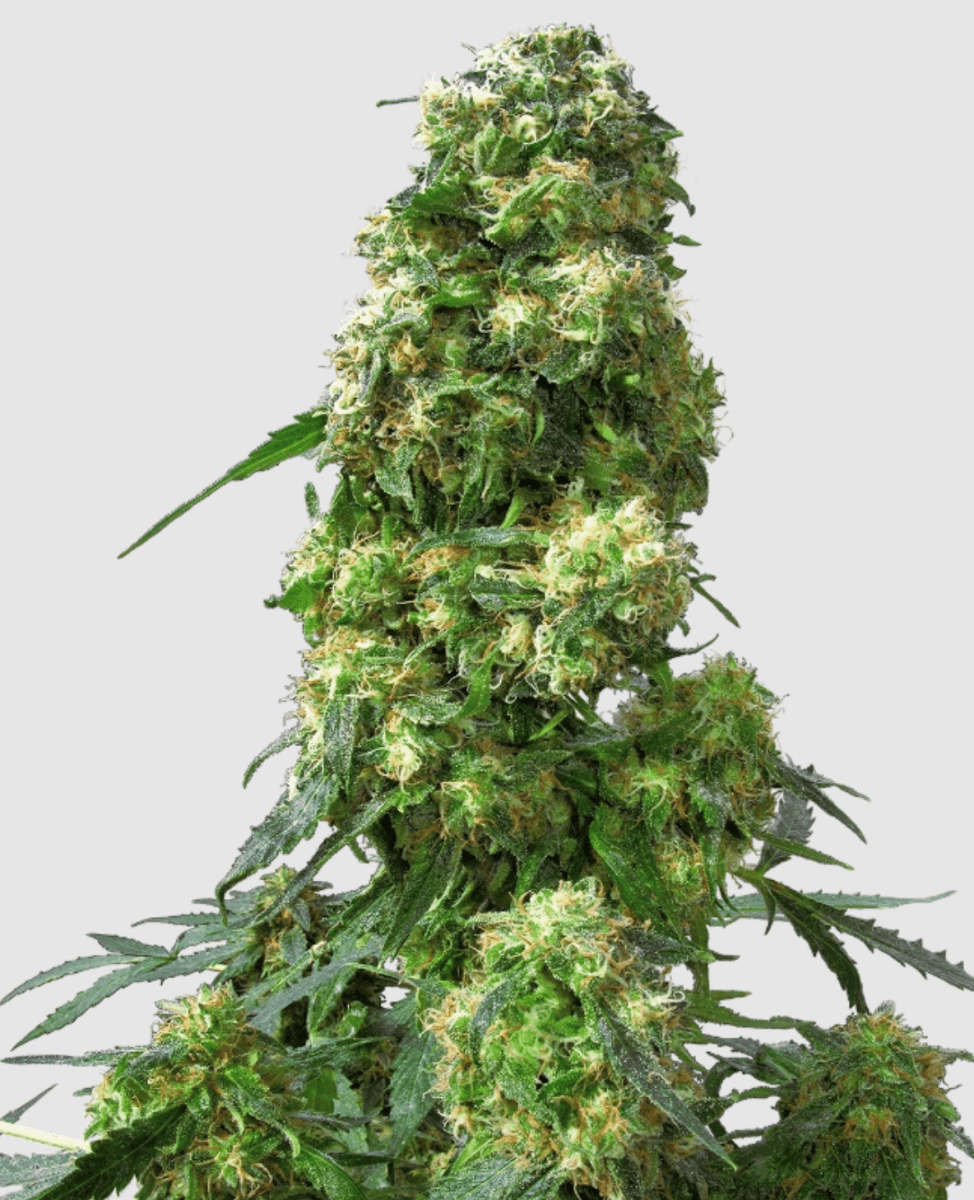 Sensi Seeds Early Skunk (1 FEM) - BudMother.com