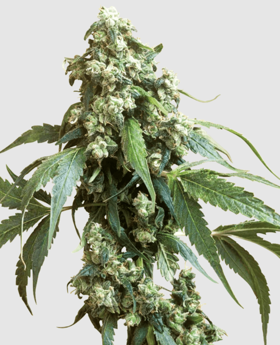 Sensi Seeds Jack Flash #5 (1 FEM) - BudMother.com