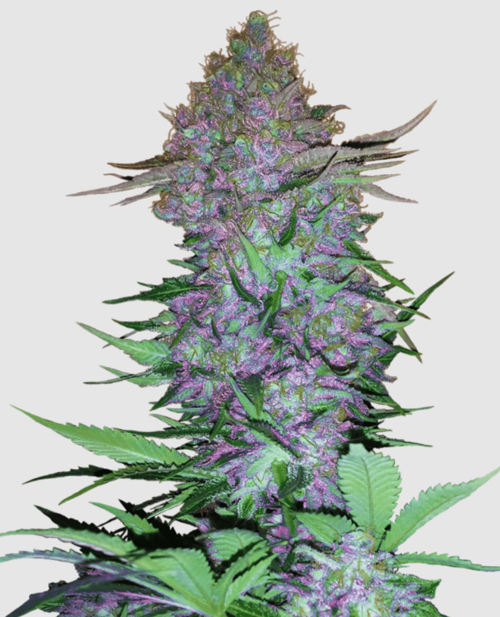 Sensi Seeds Purple Skunk Auto (4 FEM) - BudMother.com