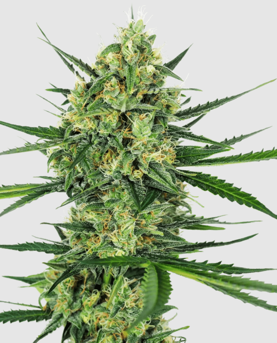 Sensi Seeds Tangerine Sugar (1 FEM) - BudMother.com