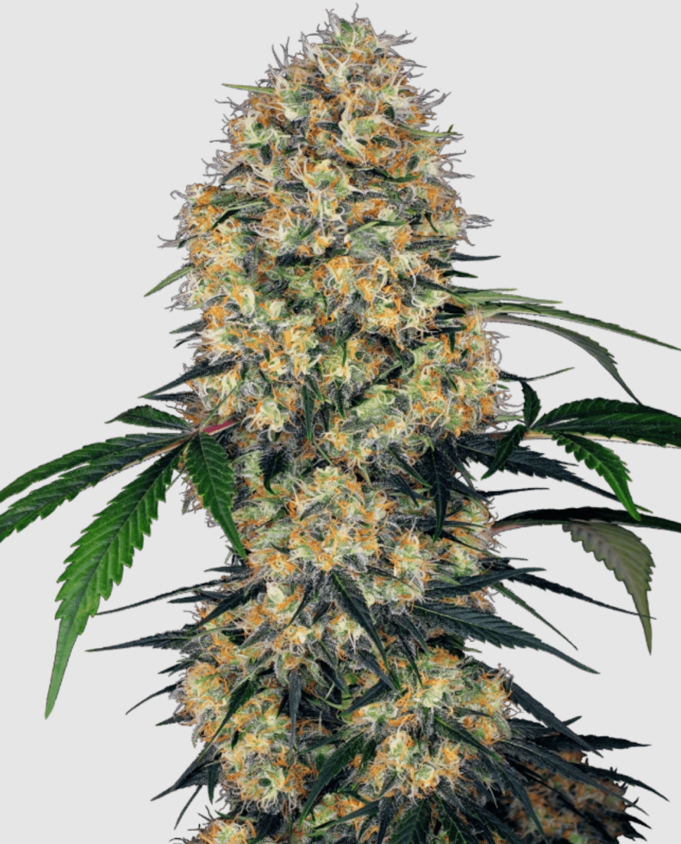 Sensi Research Amnesia XXL Auto (1 FEM) - BudMother.com