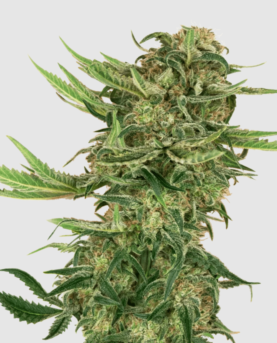 Sensi Research N13 (3 FEM) - BudMother.com