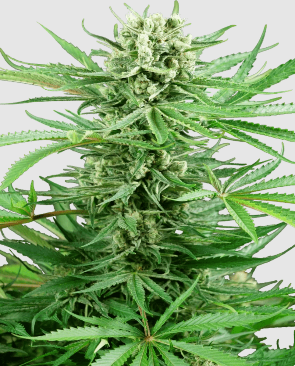 Sensi Research Papi Chulo OG (1 FEM) - BudMother.com