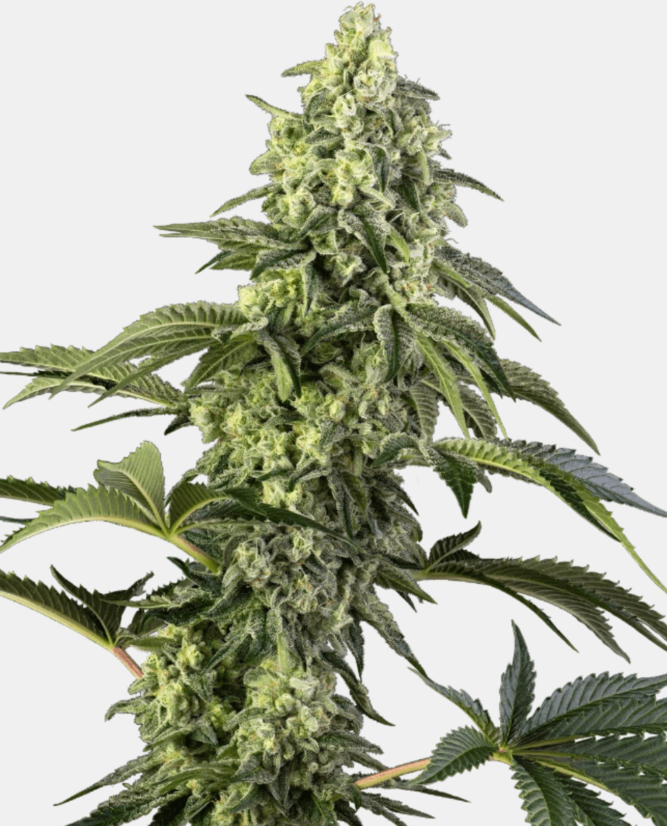 Sensi Seeds Cosmic Kiss (3 FEM) - BudMother.com