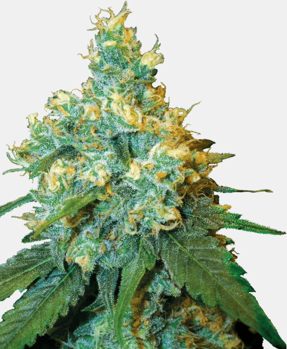 Sensi Seeds Jack Herer (3 FEM) - BudMother.com