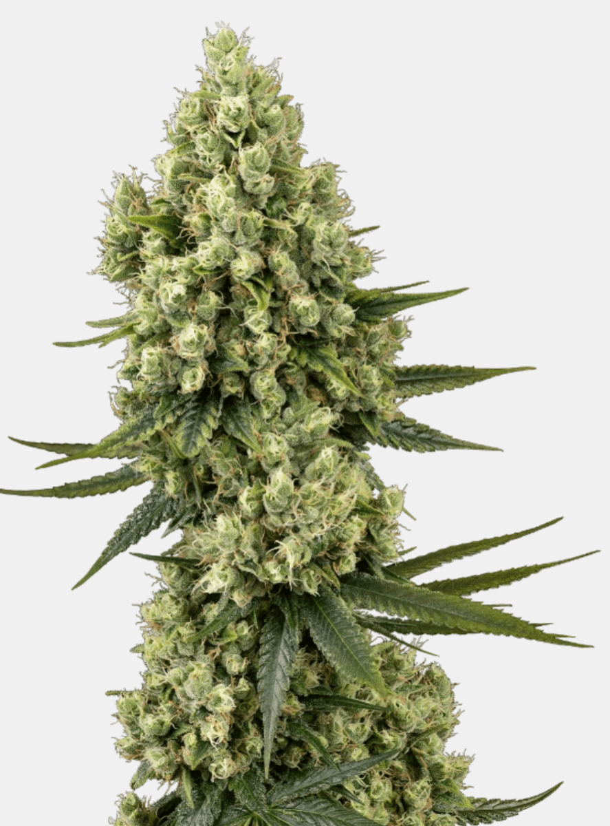 Sensi Seeds Silver Fire (1 FEM) - BudMother.com