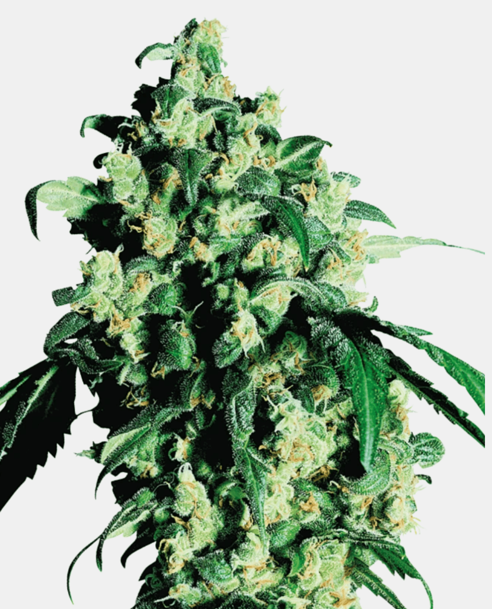 Sensi Seeds Super Skunk (3 FEM) - BudMother.com