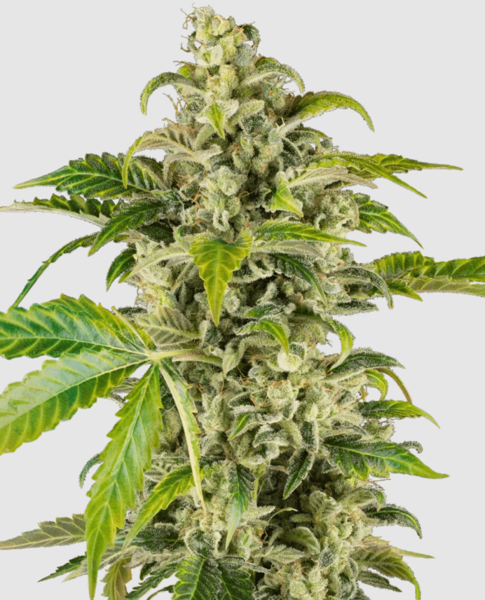 Sensi Research Sweet & Sour Cream Auto (3 FEM) - BudMother.com