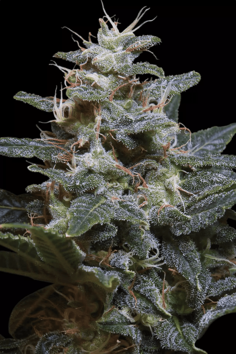 Paradise Seeds Sweet Purple (5 FEM) - BudMother.com