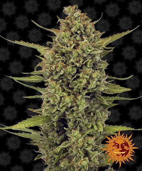 Barneys Farm Acapulco Gold (5 FEM) - BudMother.com