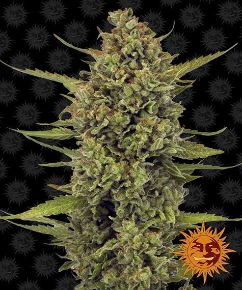 Barneys Farm Acapulco Gold (1 FEM) - BudMother.com