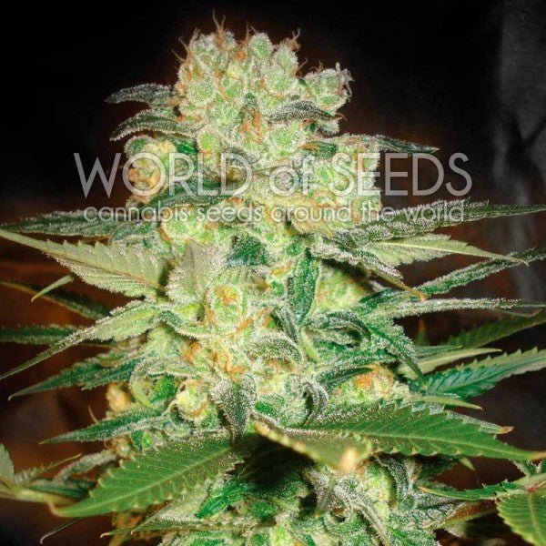 WOS Afghan Kush x White Widow (3 FEM) - BudMother.com