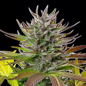 Royal Queen AMG (1 FEM)