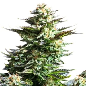 Royal Queen Amnesia Haze (1 FEM)