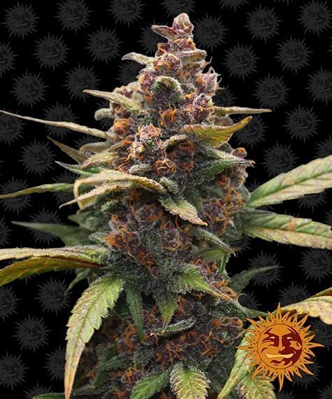 Barneys Farm Ayahuasca Purple (1 FEM) - BudMother.com