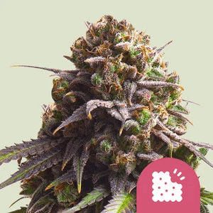 Royal Queen Biscotti (1 FEM) - BudMother.com