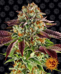 Barneys Farm Biscotti Mintz (1 FEM) - BudMother.com