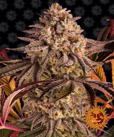 Barneys Farm Blue Sunset Sherbert (1 FEM) - BudMother.com