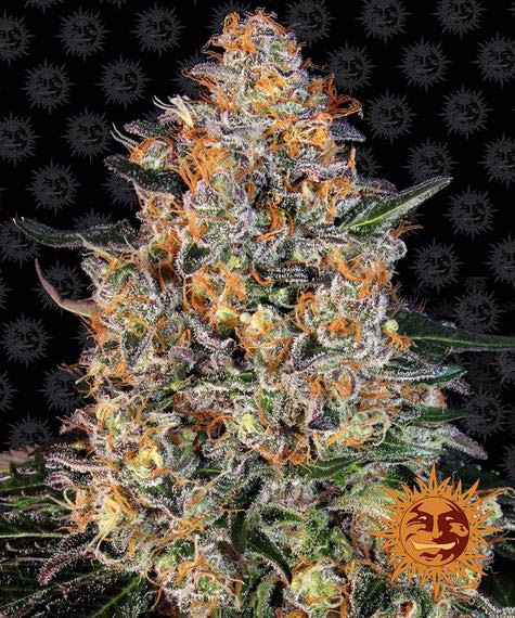 Barneys Farm Bubba Kush (1 FEM) - BudMother.com