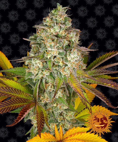 Barneys Farm Cookies Kush Auto (1 FEM) - BudMother.com