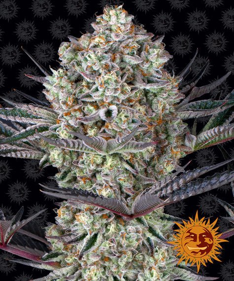 Barneys Farm Dos Si Dos (1 FEM) - BudMother.com