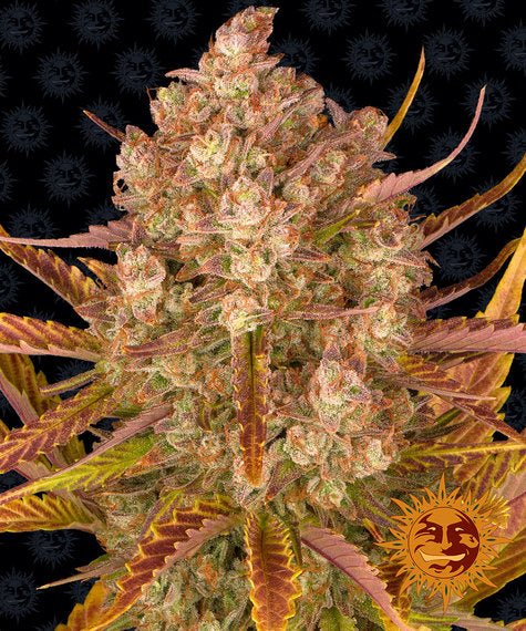 Barneys Farm Dos Si Dos Auto (1 FEM) - BudMother.com