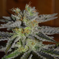 Load image into Gallery viewer, G13 Labs Double Black (5 FEM) - BudMother.com
