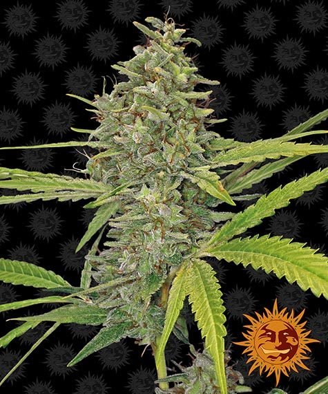 Barneys Farm G13 Haze (1 FEM) - BudMother.com