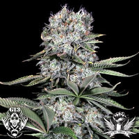 Load image into Gallery viewer, G13 Labs Runtz 13 (5 FEM) - BudMother.com
