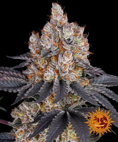 Barneys Farm Girl Scout Cookies (1 FEM) - BudMother.com