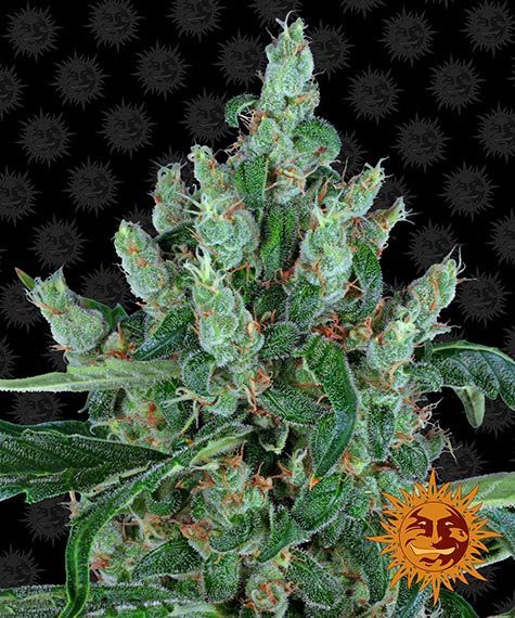 Barneys Farm Laughing Buddha (3 FEM) - BudMother.com