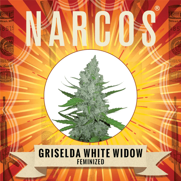 Narcos Grieselda White Widow Feminized (3 seeds pack) - BudMother.com